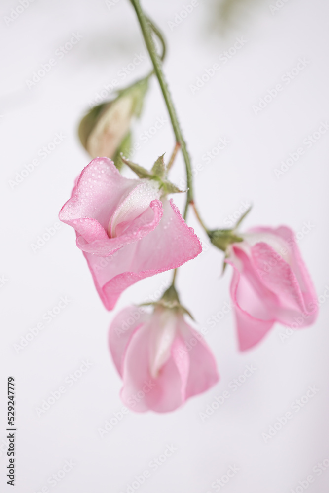 Soft pink pea flower flowers on a white background