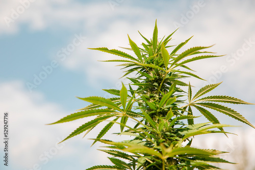 Bud growing on a marijuana plant in the process of flowering