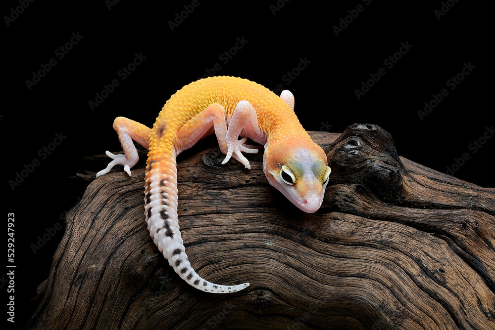 ヤモリ」の写真素材 | 178,056件の無料イラスト画像 | Adobe Stock