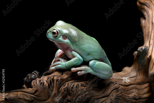 The Australian green tree frog (Ranoidea caerulea) on the tree bark