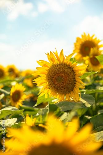 Sunflowers growing in a field of sunflowers during sunset