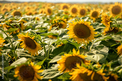 Sunflowers growing in a field of sunflowers during sunset