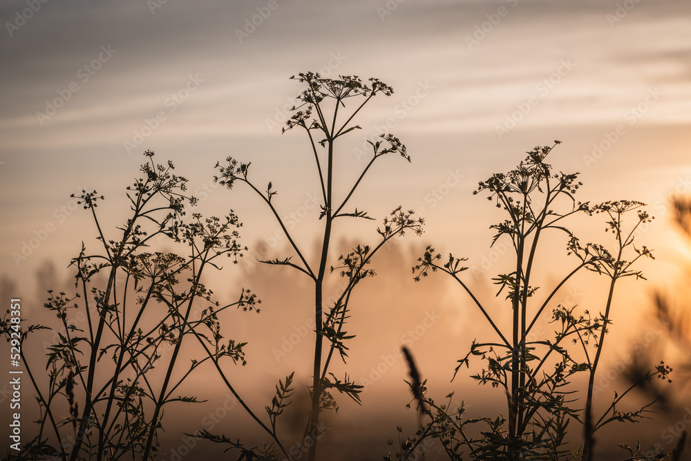 Obraz premium Blades of meadow grass in the morning mist