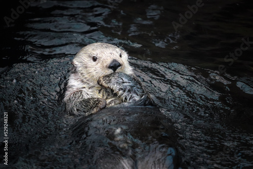 Sea otter posing in the water © Cavan
