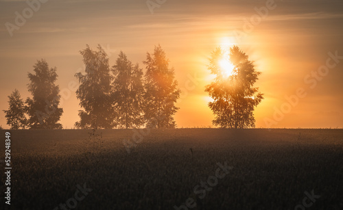 Sunrise shining through the treetops on the wheat field