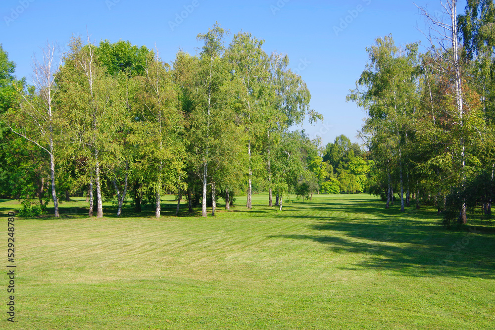 View of green trees in a clearing with green grass.