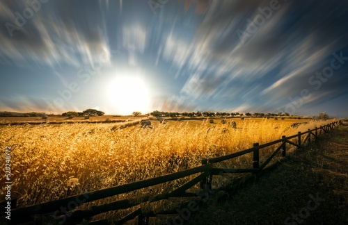 Wheat fields in Villanueva del Rey, Cordoba, Andalusia during sunset photo