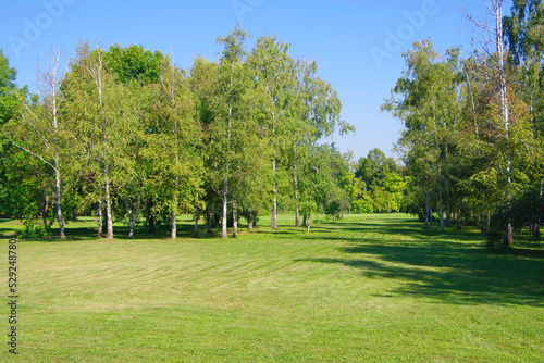 Fototapeta Naklejka Na Ścianę i Meble -  View of green trees in a clearing with green grass.
