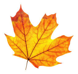 Isolated orange maple tree leaf