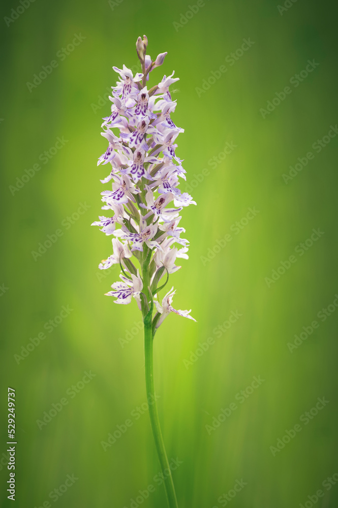 Fototapeta premium Orchidée sauvage