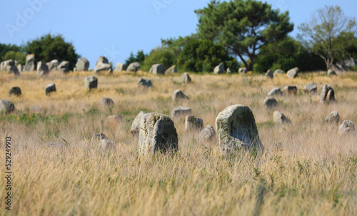 Menhirs near Carnac in Bretagne Brittany photo