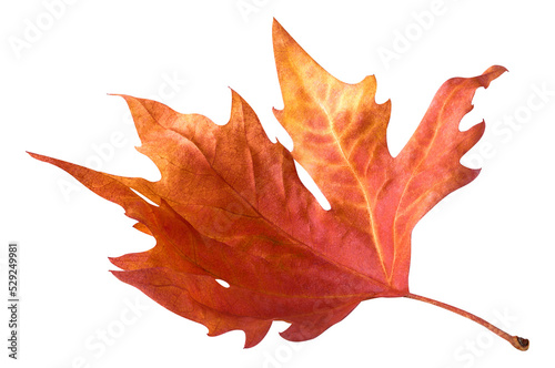 Принти на полотні Red maple leaf cut out