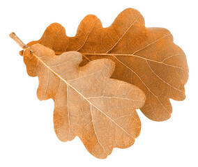Isolated autumn oak tree leaves