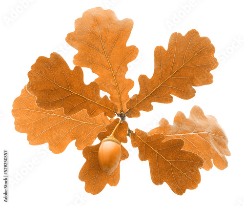 Isolated autumn branch of oak tree with acorn