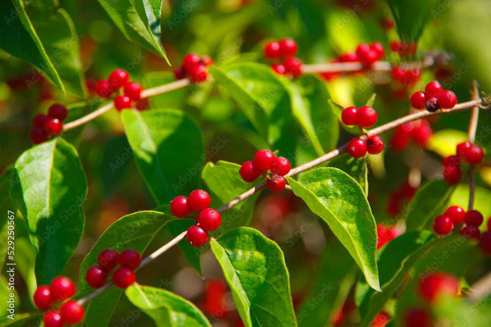 An ornamental garden shrub with bright small red berries. An ornamental garden shrub with bright small red berries.