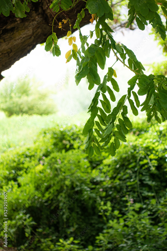 Fototapeta premium tree