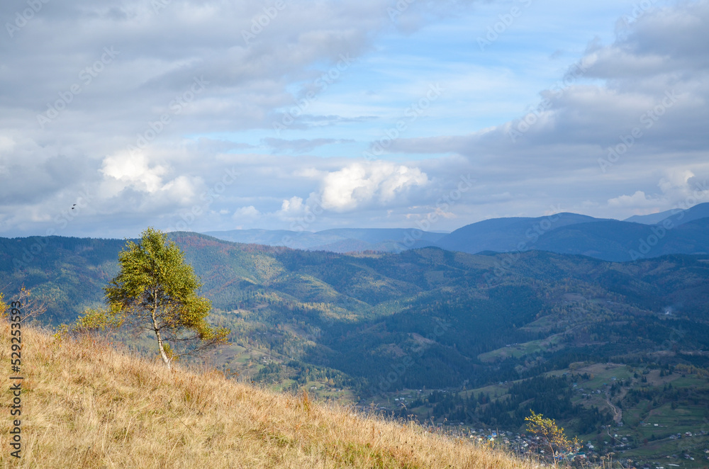 Bright tree on a slope with an atmospheric autumn mountain landscape in the background. Carpathian Mountains, Ukraine Bright tree on a slope with an atmospheric autumn mountain landscape in the background. Carpathian Mountains, Ukraine