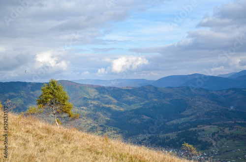 Bright tree on a slope with an atmospheric autumn mountain landscape in the background. Carpathian Mountains, Ukraine