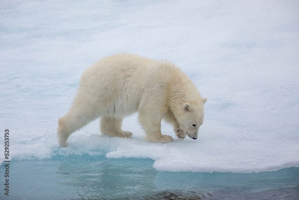 Close up of young polar bear cub Close up of young polar bear cub