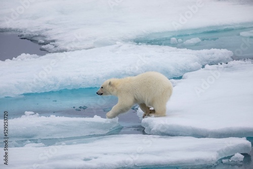 Young polar bear cub on ice
