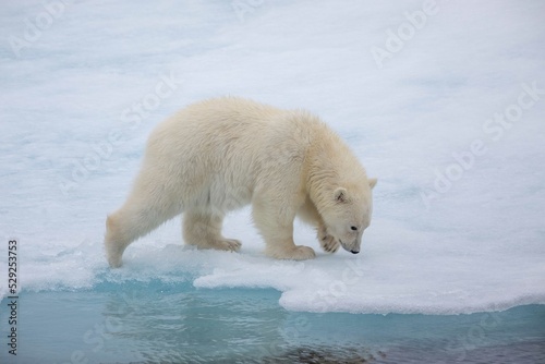 Close up of young polar bear cub