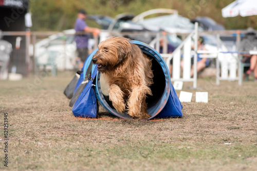 Obraz na plátně berger de brie briard en agility