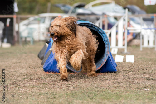 Fotografie berger de brie briard en agility