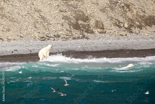 Obraz na płótnie Polar bear beluga off coastline