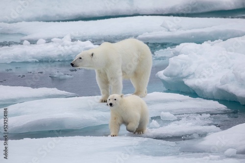 Polar bear family