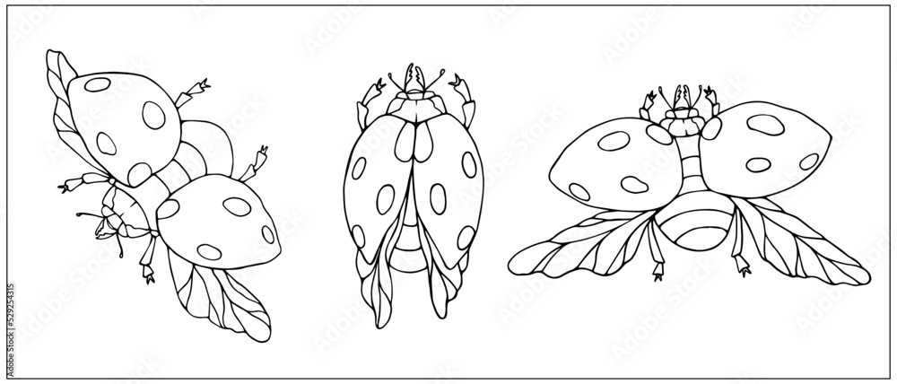 Set of linear sketches of flying ladybug insects.Vector graphics. Set of linear sketches of flying ladybug insects.Vector graphics.