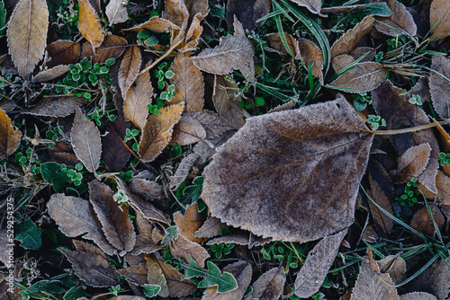 Fallen, shriveled autumn leaves lie on the ground, leaves covered with hoarfrost. The first frost in late fall or early winter.