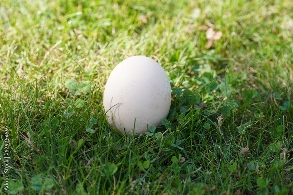a white egg in its shell