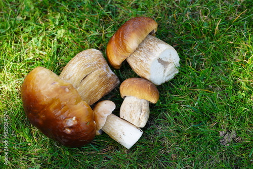 a lot of boletus mushroom fungus