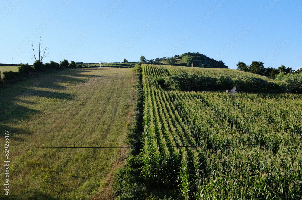 Fototapeta premium Corn fields