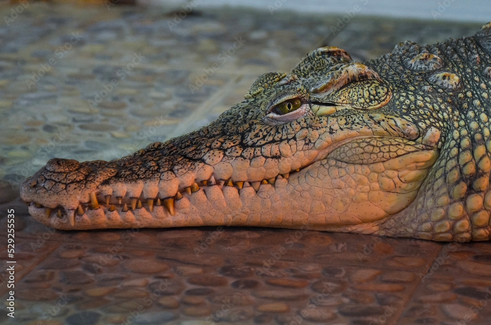 Naklejka premium The Nile crocodile in zoo