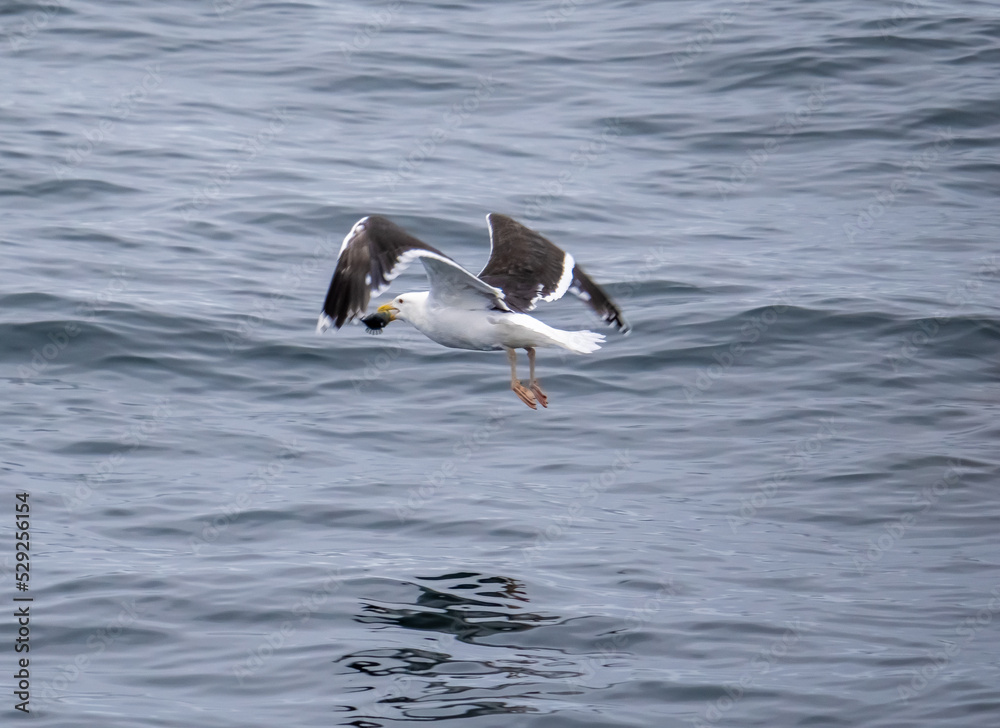 Great black-backed gull (Larus marinus), the largest gull species, catching a fish in the waters of the Western coast of Greenland Great black-backed gull (Larus marinus), the largest gull species, catching a fish in the waters of the Western coast of Greenland