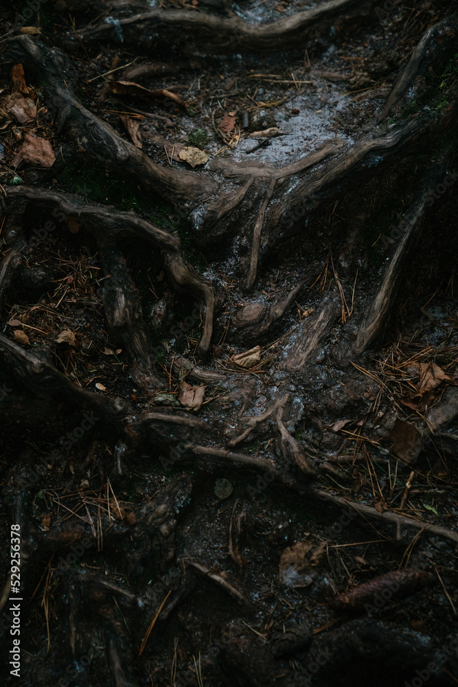 Fototapeta premium Abstract of Tree Roots with Miscellaneous Leaves and Twigs
