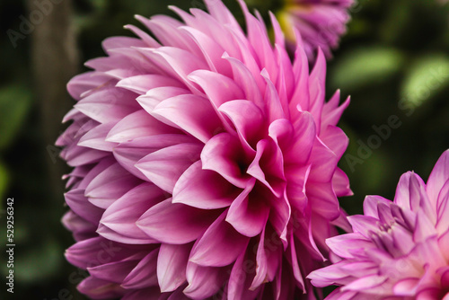 Pink  Dahlia summer bloom 