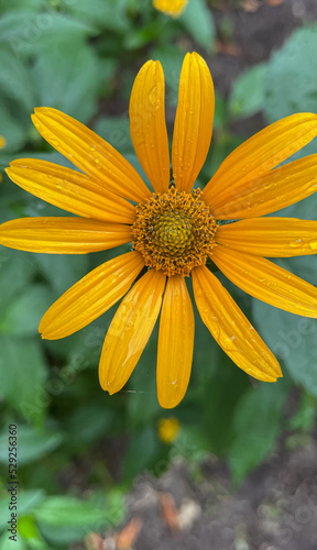yellow flower in the garden