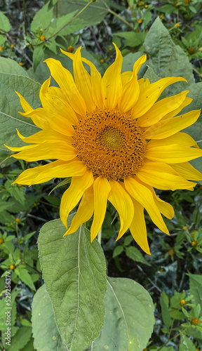 sunflower in the garden