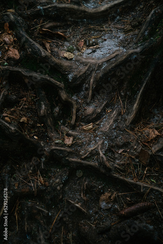 Abstract of Tree Roots with Miscellaneous Leaves and Twigs