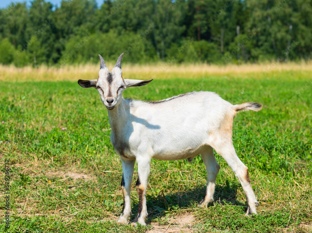 A young white with grey goat in sunny summer day on a field