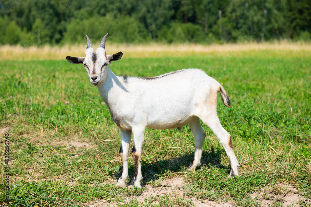 A young white with grey goat in sunny summer day on a field A young white with grey goat in sunny summer day on a field