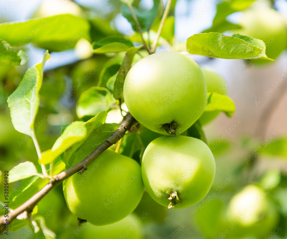 Green apples on apple-tree branche in summer day