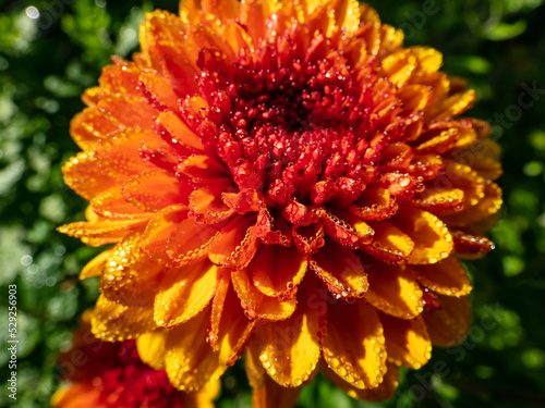 Macro shot of orange and red mum or chrysanth  Chrysanthemum  bloom completely covered with water droplets of morning dew in sunlight