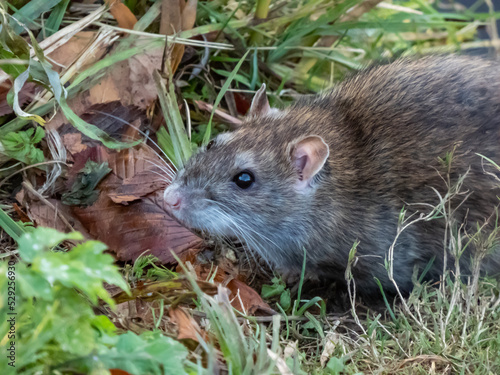 Close-up of common rat  Rattus norvegicus  with dark grey and brown fur in green grass in sunlight. Wildlife scenery