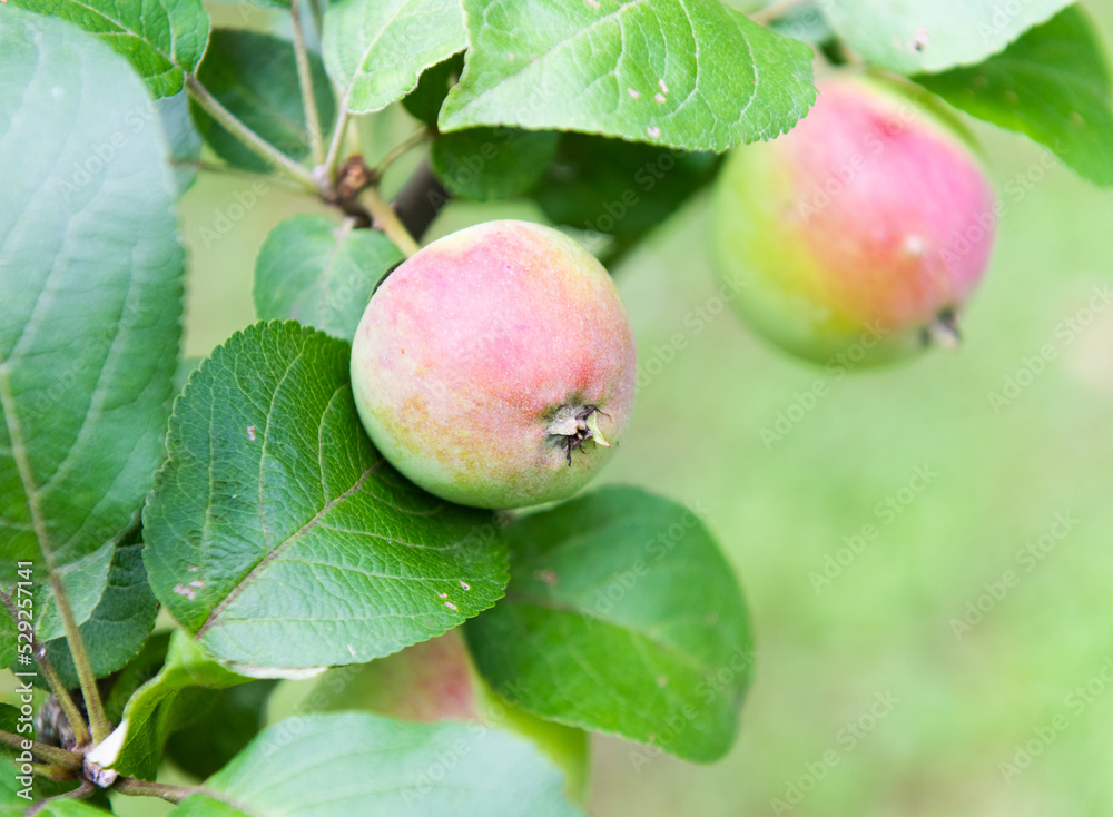 Apples on apple-tree branches in summer day Apples on apple-tree branches in summer day
