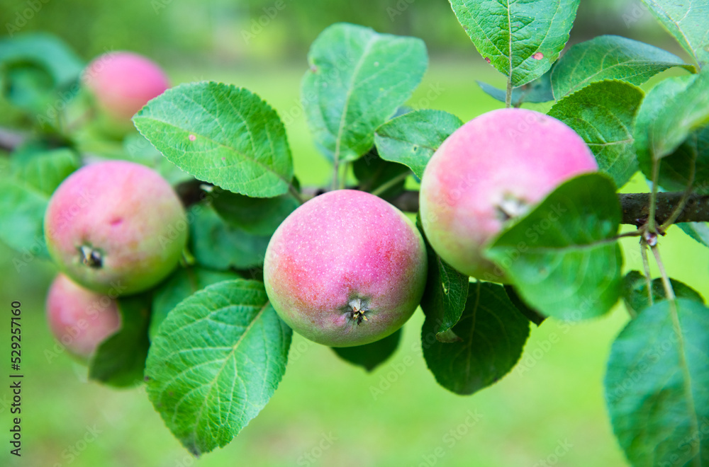 Apples on apple-tree branches in summer day