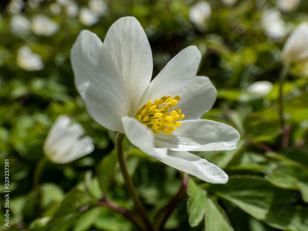 Macro of white spring flower Wood anemone (Anemone nemorosa) flowering in bright sunlight with blurred green background Macro of white spring flower Wood anemone (Anemone nemorosa) flowering in bright sunlight with blurred green background