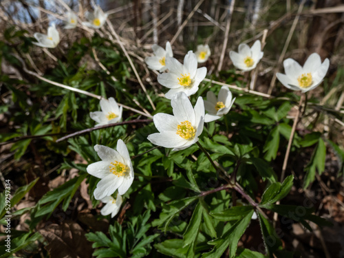 Macro of white spring flower Wood anemone (Anemone nemorosa) flowering in bright sunlight with blurred green background © KristineRada